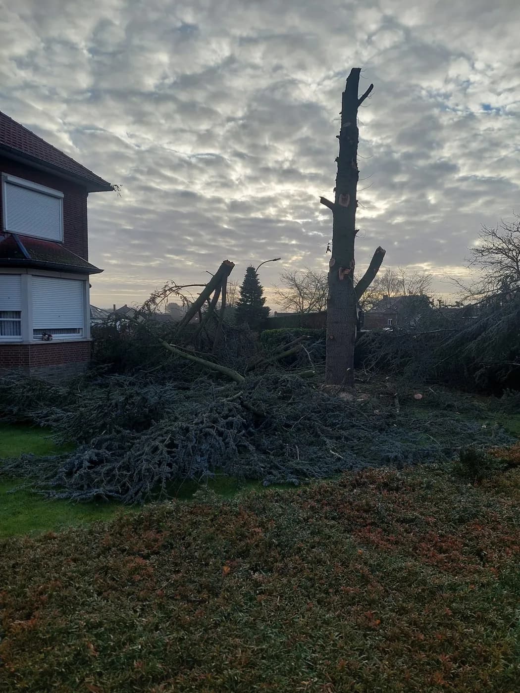 Boom die gecontroleerd wordt geveld naast een woning